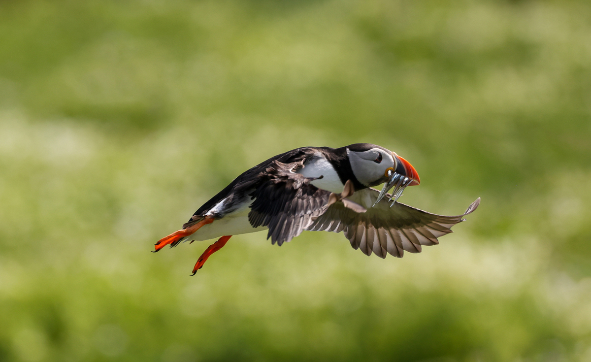 Atlantic Puffin with a catch of Sand Eels Part 1 winner by Marion Hayhurst